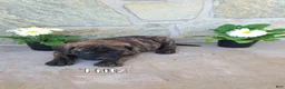 English Mastiff dogs for sale: Fritz - Ad 1