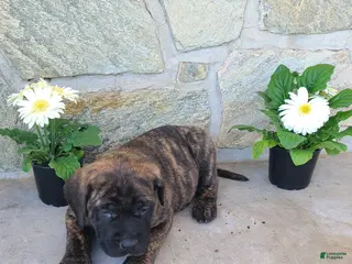 English Mastiff dogs for sale: Fritz - Ad 4