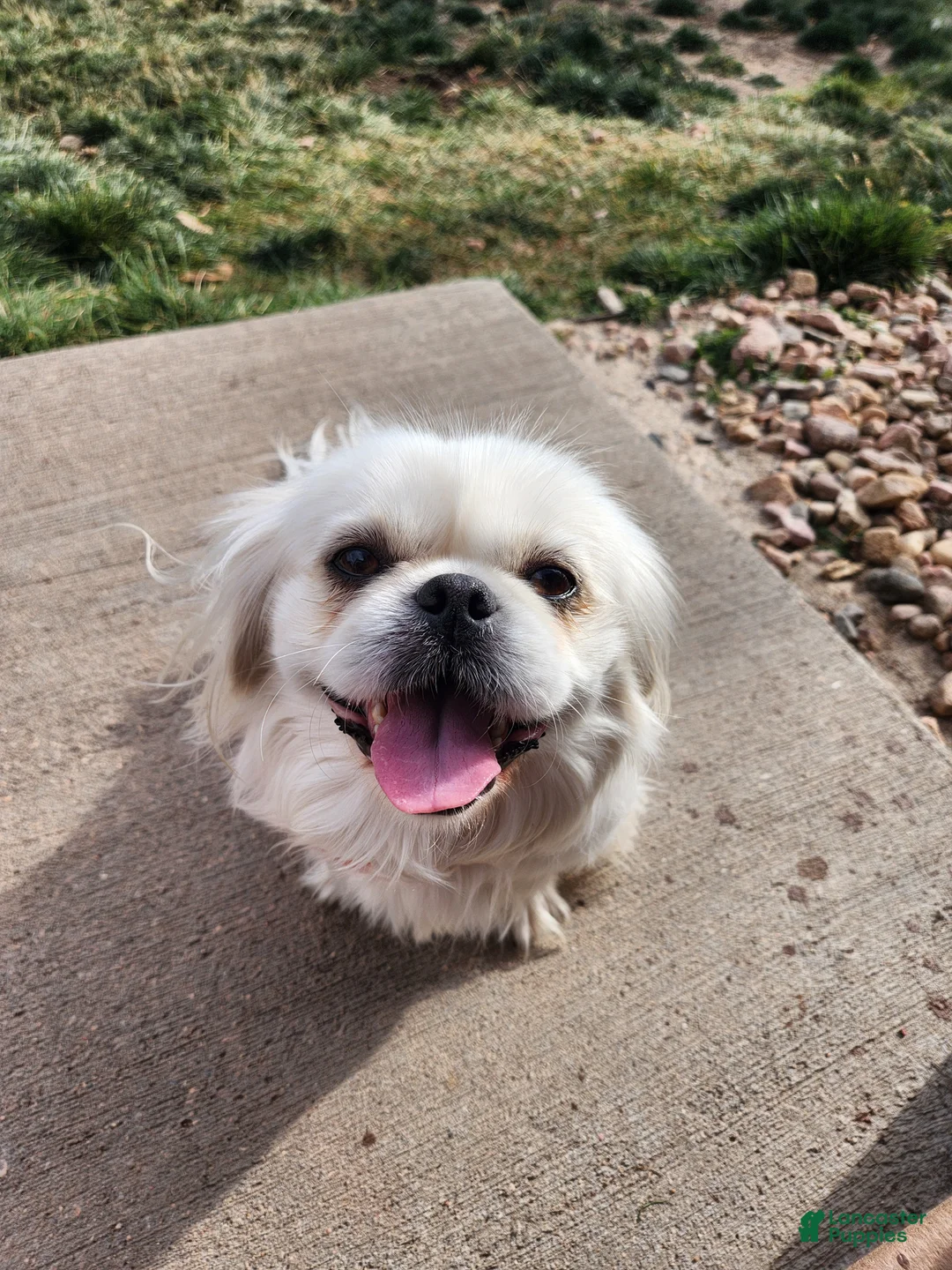 Mixed Breed dogs for sale: Mixed Breed Puppy 1 - Ad 6