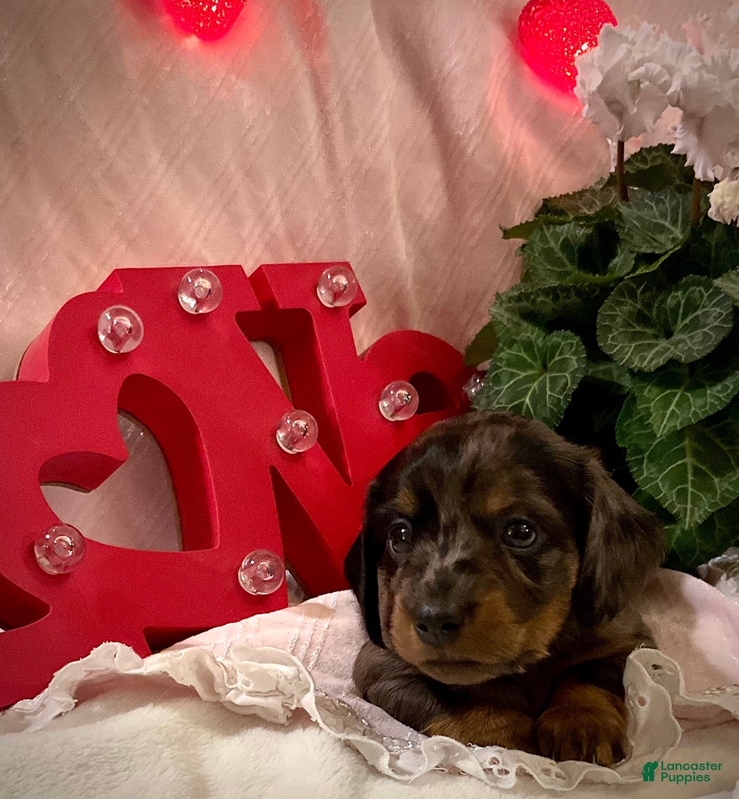 Miniature Dachshund dogs for sale: LuvBug - Ad 8