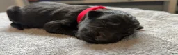 German Shepherd dogs for sale: German Shepherd Puppy 1- Red Male - Ad 4