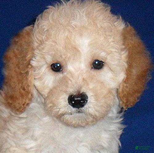 Shihpoo dogs Yogi - Ad 2