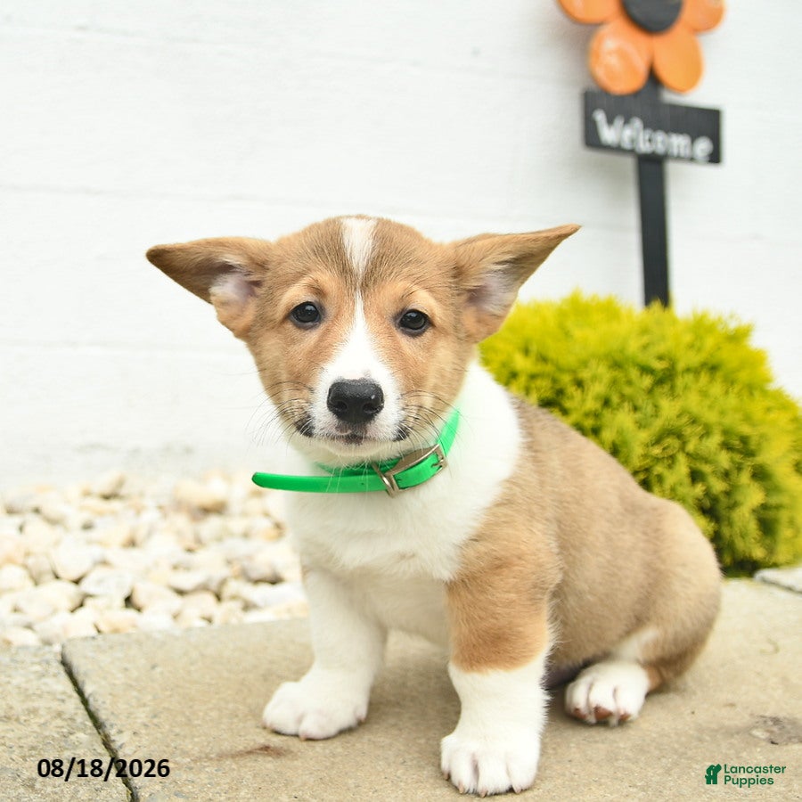 Welsh Corgi Pembroke dogs Buddy  - Ad 2
