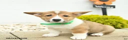 Welsh Corgi Pembroke dogs for sale: Buddy  - Ad 2