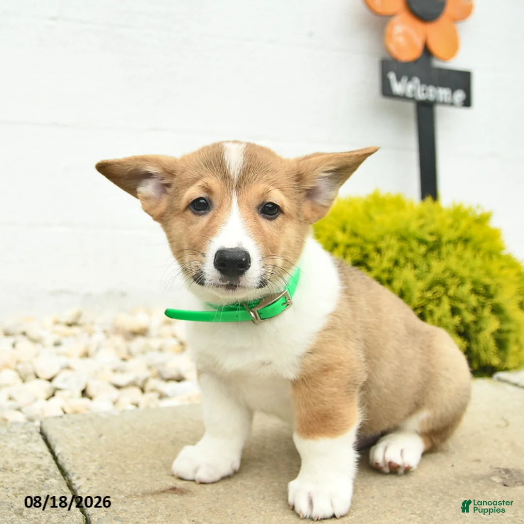 Welsh Corgi Pembroke dogs for sale: Buddy  - Ad 2