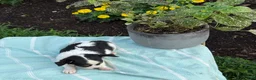 Chihuahua dogs for sale: Tiny - Ad 14