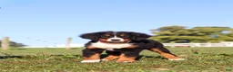 Bernese Mountain Dog dogs for sale: Milo - Ad 6