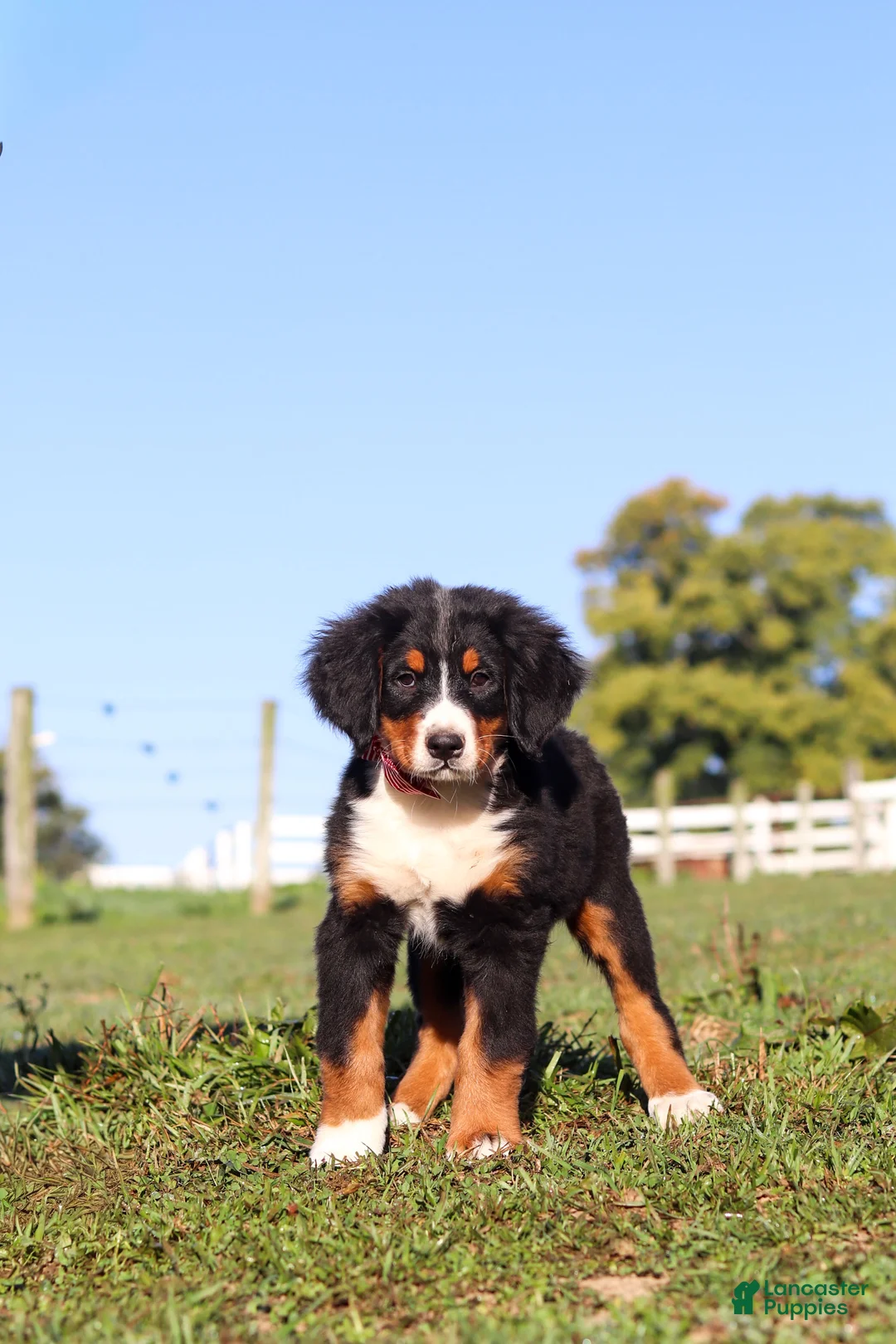 Bernese Mountain Dog dogs for sale: Milo - Ad 6