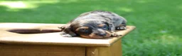 Miniature Dachshund dogs for sale: Mini Dachshund: Max - Ad 9