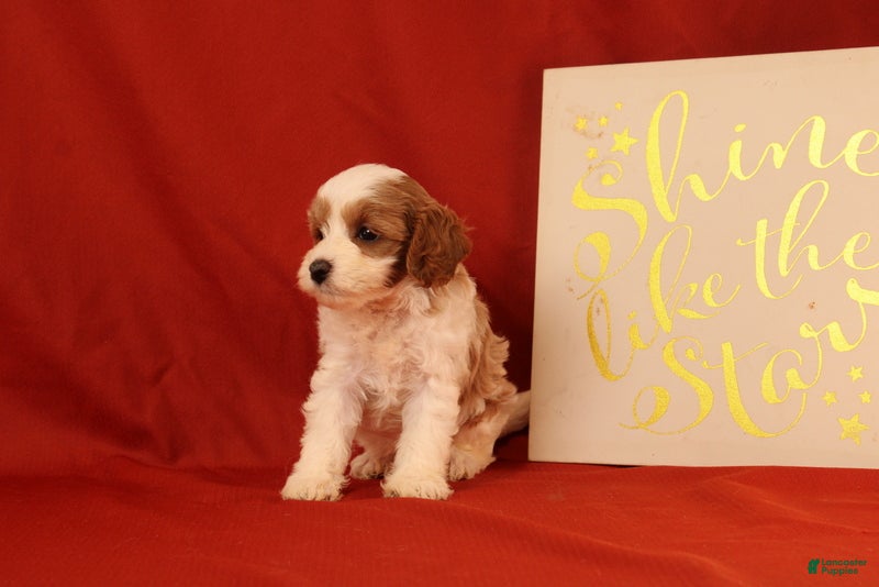 Cavapoo dogs Gia - Ad 2