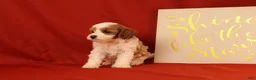 Cavapoo dogs for sale: Gia - Ad 2