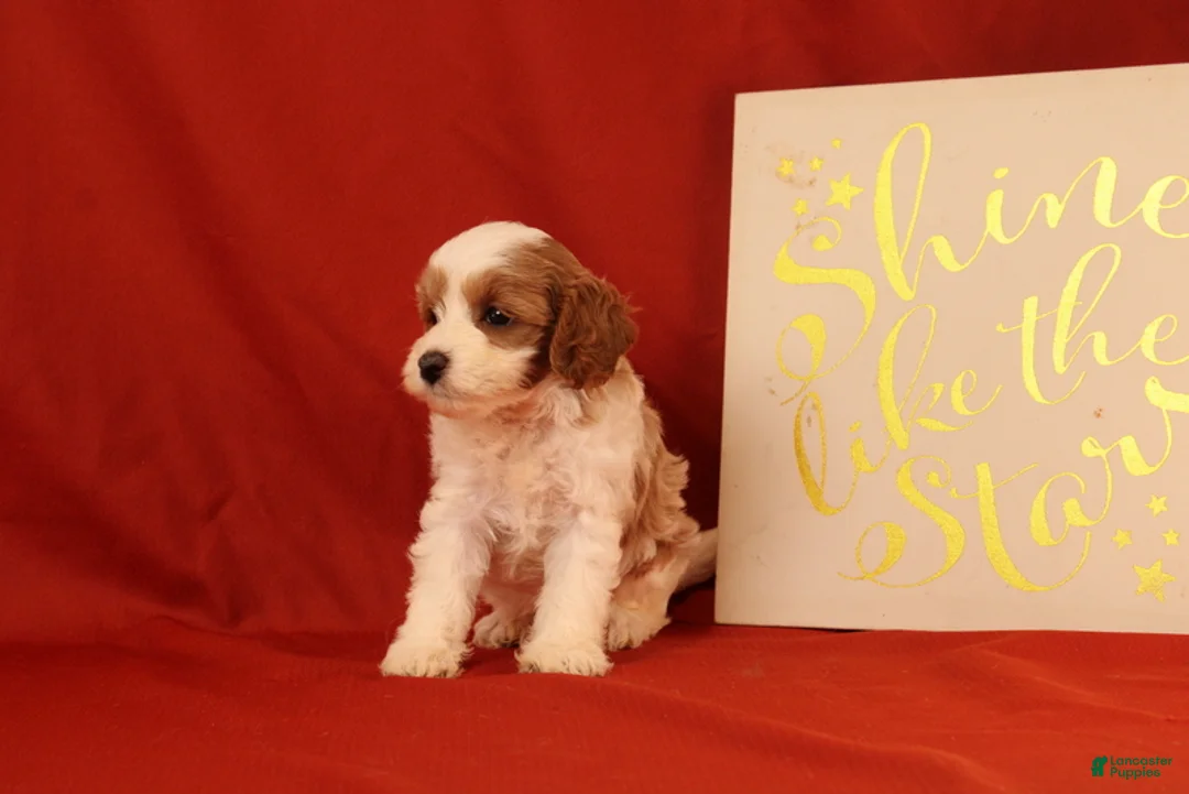 Cavapoo dogs for sale: Gia - Ad 2