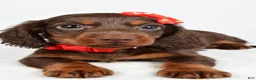Miniature Dachshund dogs for sale: Toby - Ad 4