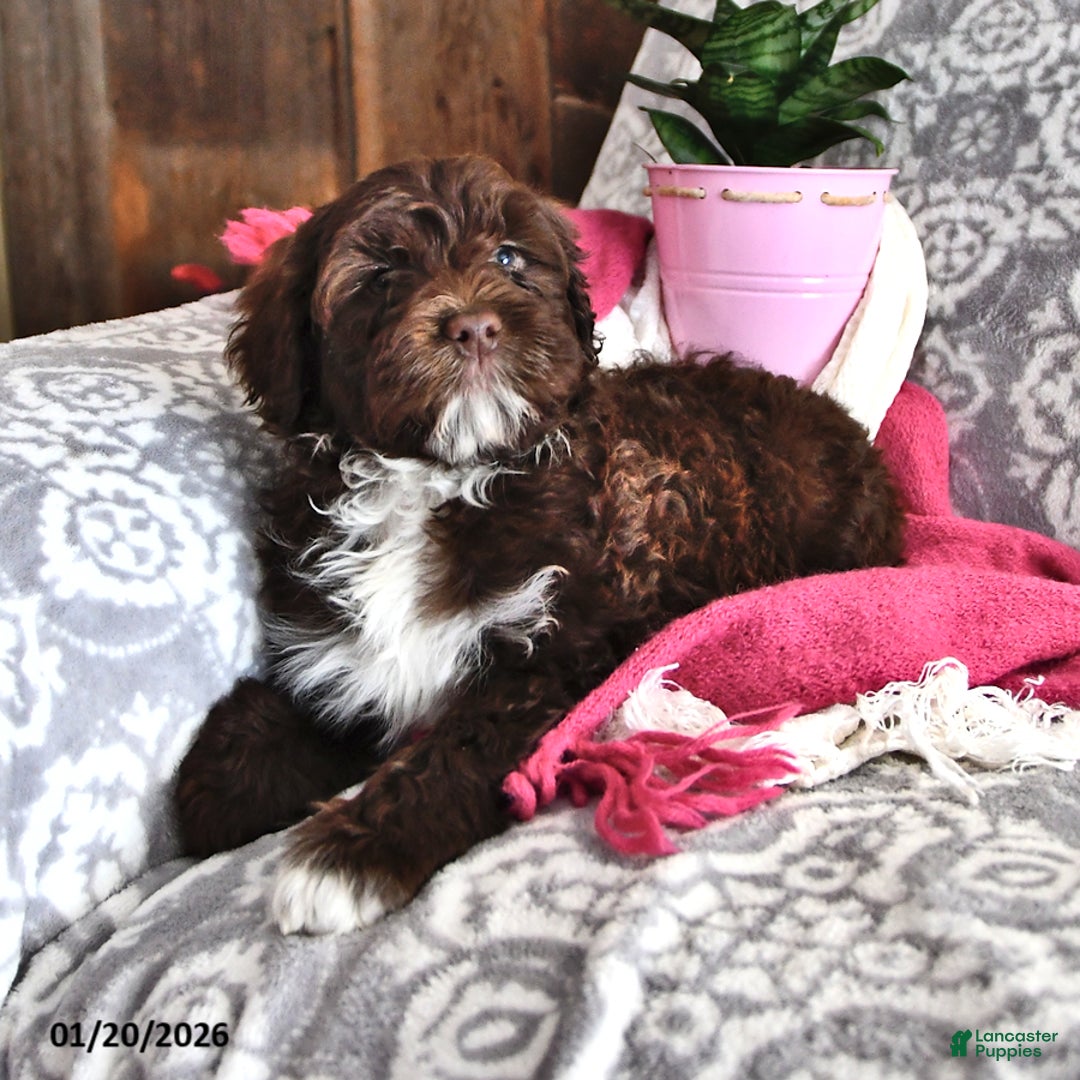 Portuguese Water Dog dogs for sale: Dime - Ad 4