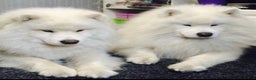 Samoyed dogs for sale: Dante - Ad 2