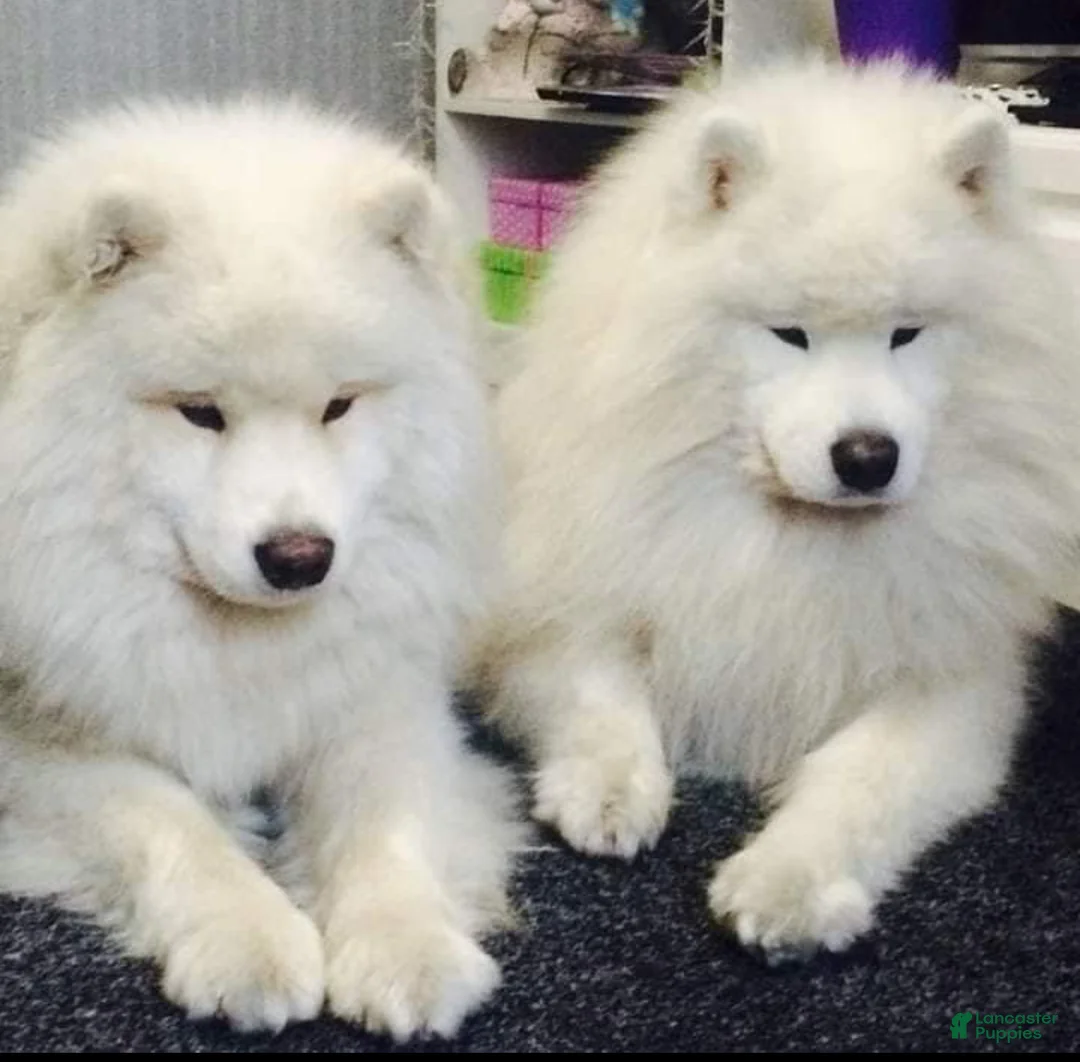 Samoyed dogs for sale: Dana - Ad 2