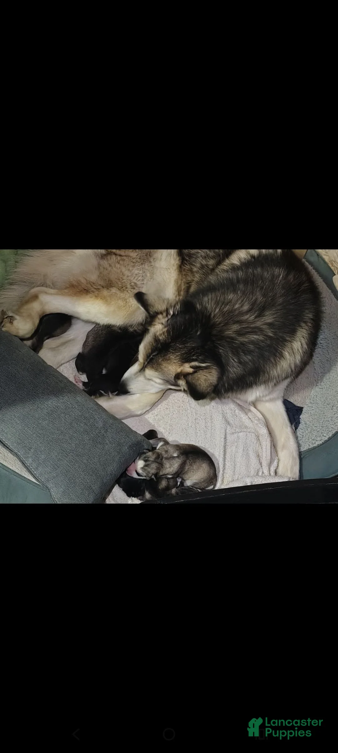 Siberian Husky dogs for sale: Siberian Husky 2 - Ad 4