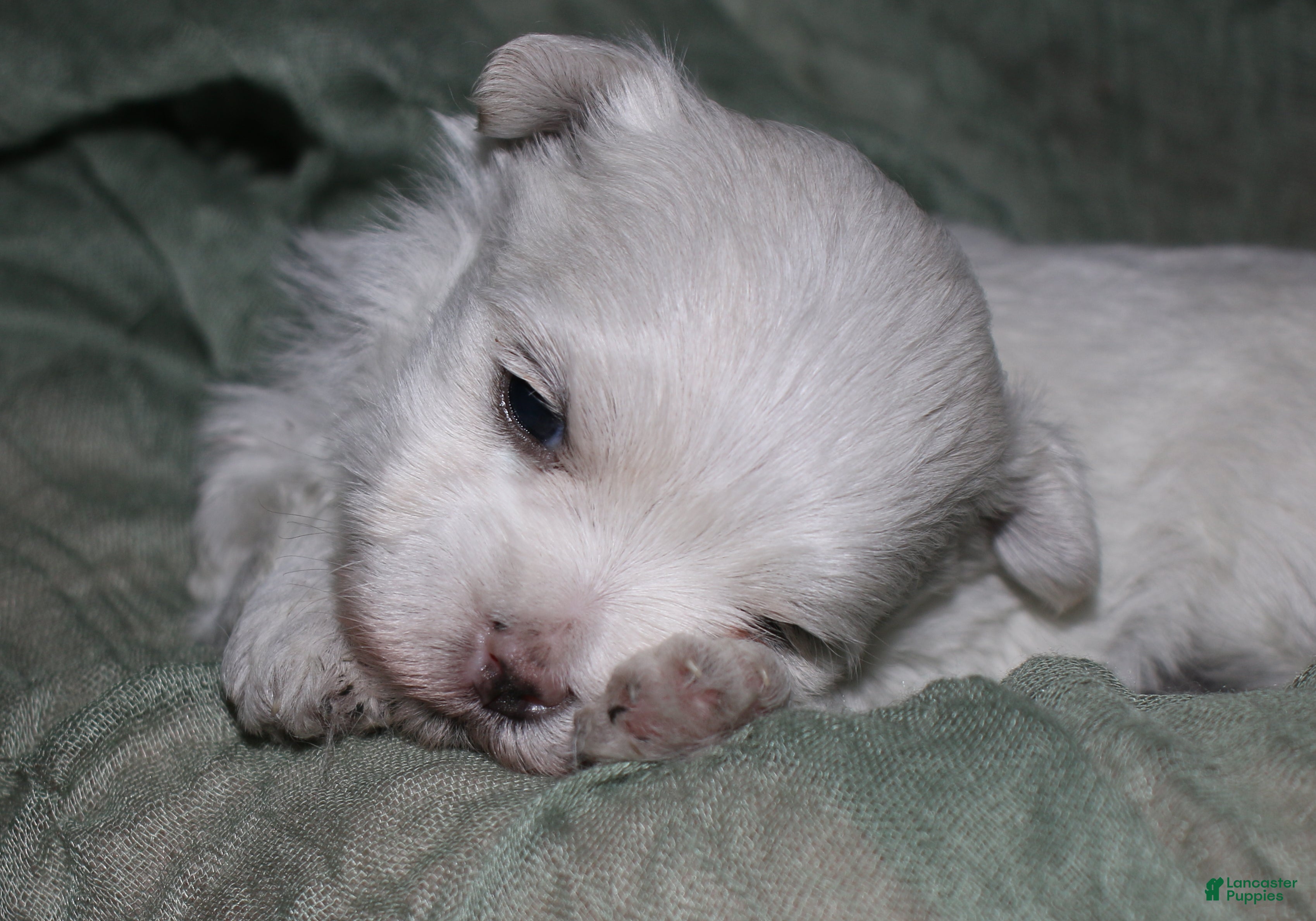 Maltese dogs for sale: Stumpy - Ad 6