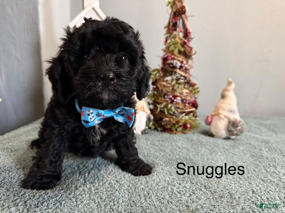 Mixed Breed dogs for sale: Snuggles - Ad 3
