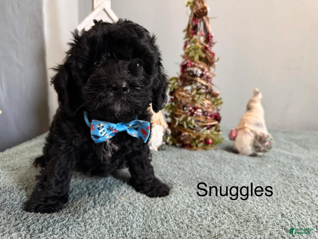 Mixed Breed dogs for sale: Snuggles - Ad 3