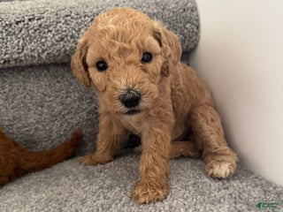 Standard Poodle dogs - Ad 17