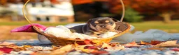 French Bulldog dogs for sale: Pumpkin - Ad 9