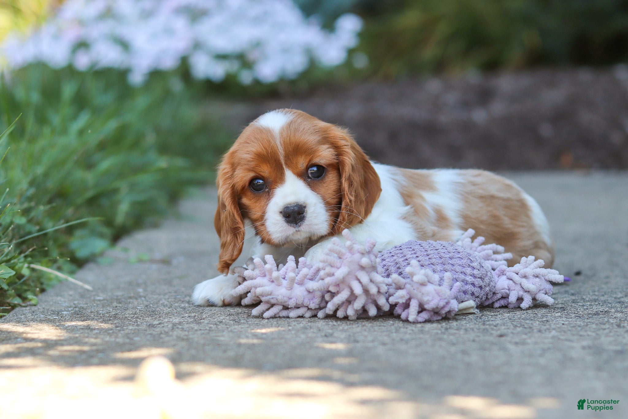 Cavalier King Charles Spaniel dogs Ellie - Ad 2