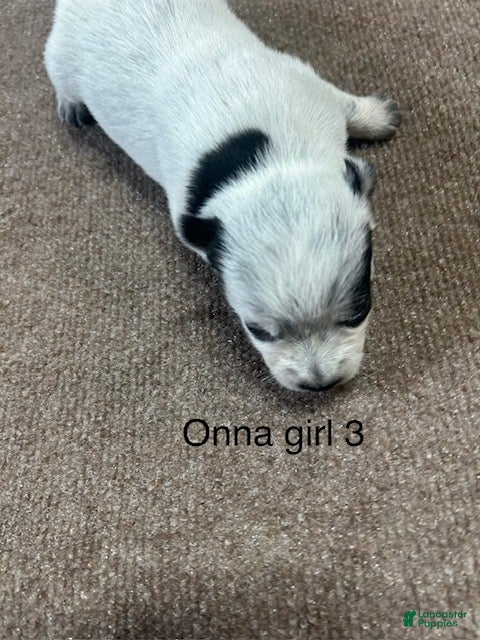 Australian Cattle Dog dogs Australian Cattle Dog Female 1 - Ad 1