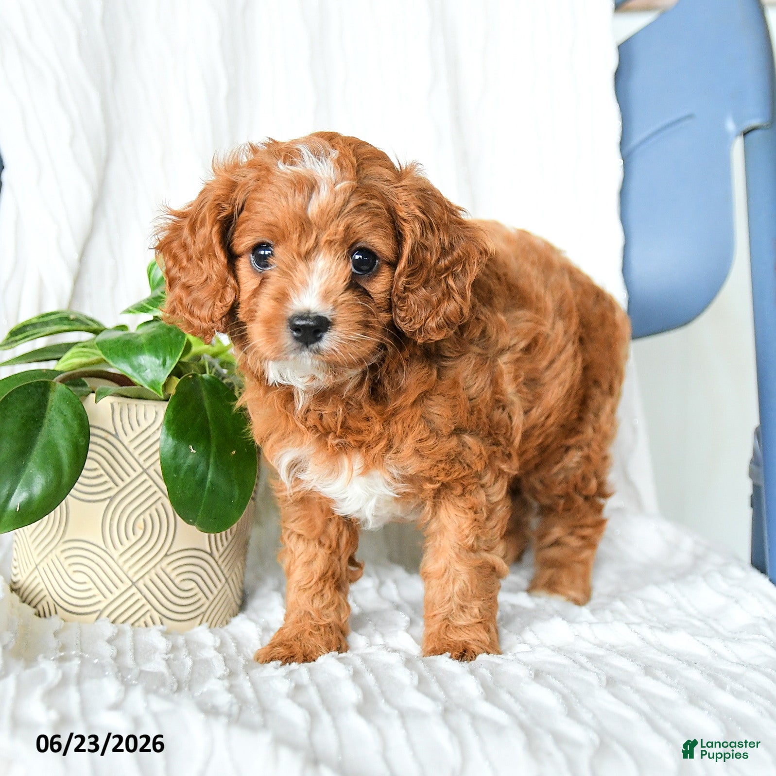 Cavapoo dogs Ferris - Ad 1