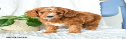 Cavapoo dogs for sale: Ferris - Ad 1