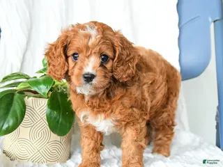 Cavapoo dogs for sale: Ferris - Ad 2