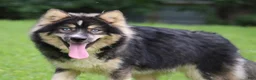 Pomsky dogs for sale: Brew  - Ad 3