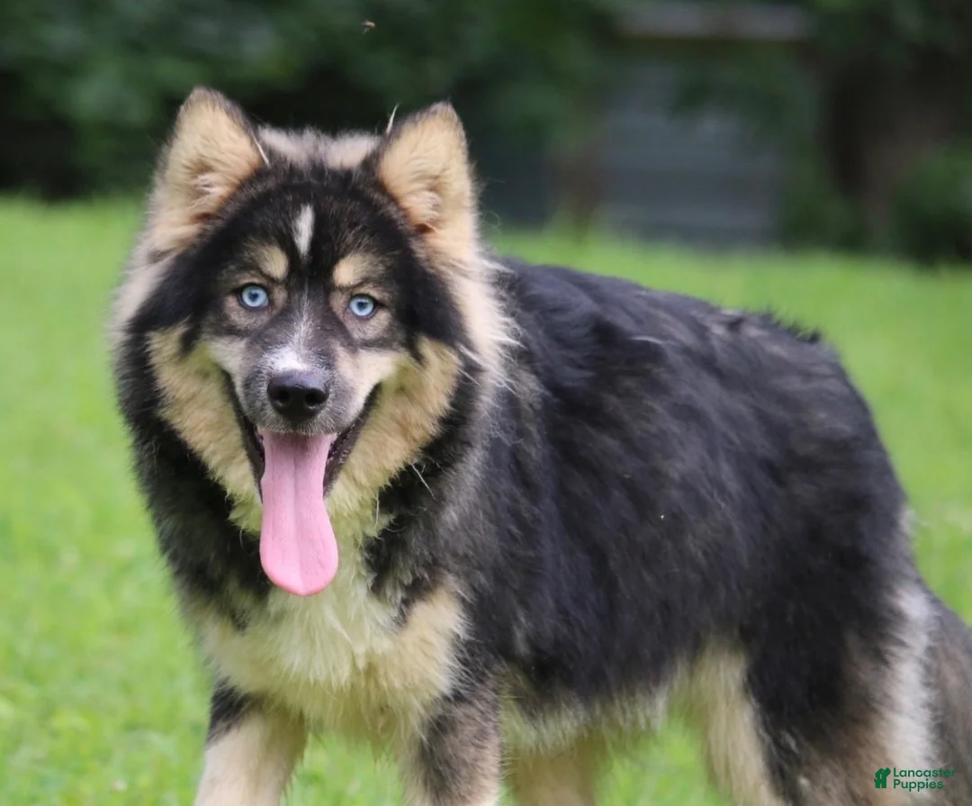 Pomsky dogs for sale: Brew  - Ad 3