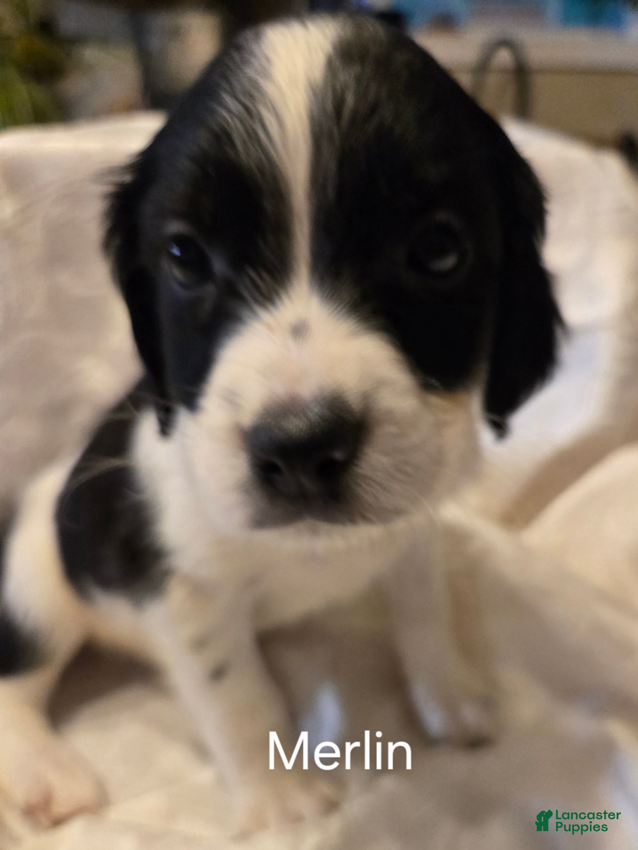 English Springer Spaniel dogs Merlin - Ad 2