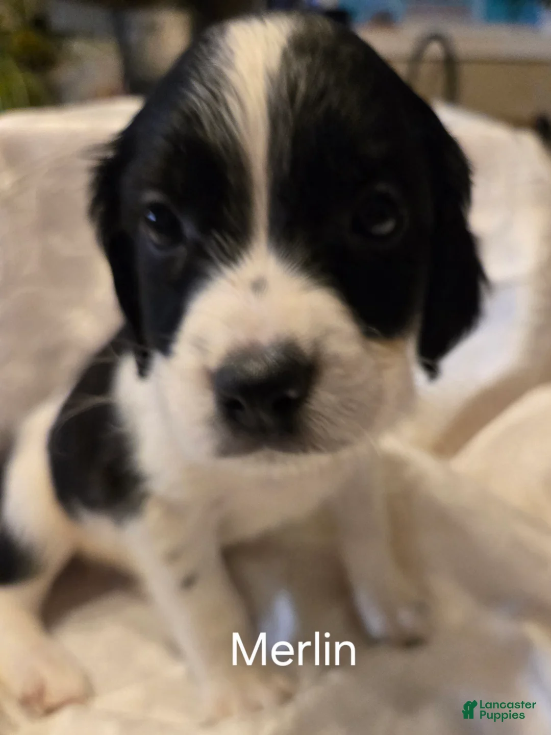 English Springer Spaniel dogs for sale: Merlin - Ad 2