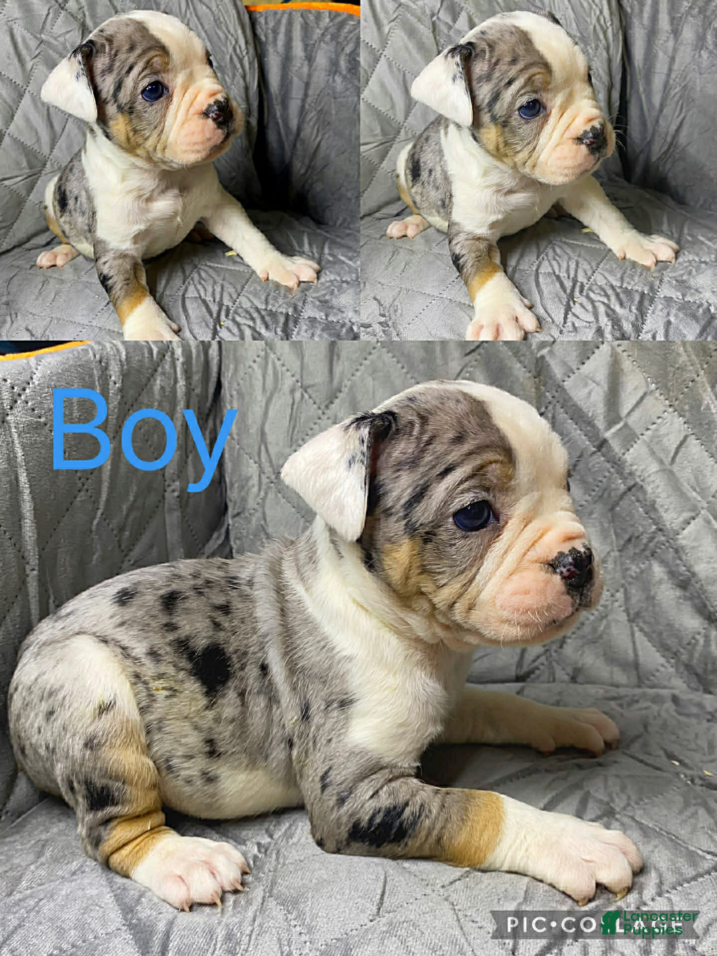 American Bully dogs American Bully Puppy 5 - Ad 33