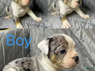American Bully dogs American Bully Puppy 5 - Ad 33