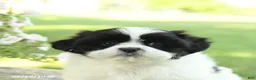 Shih Tzu dogs for sale: Scout - Ad 5
