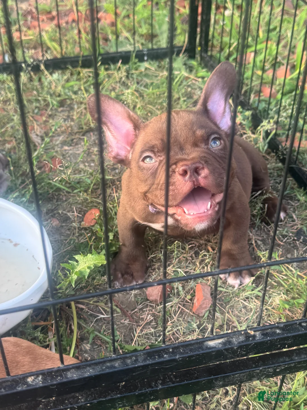 American Bully dogs for sale: Royalty - Ad 1