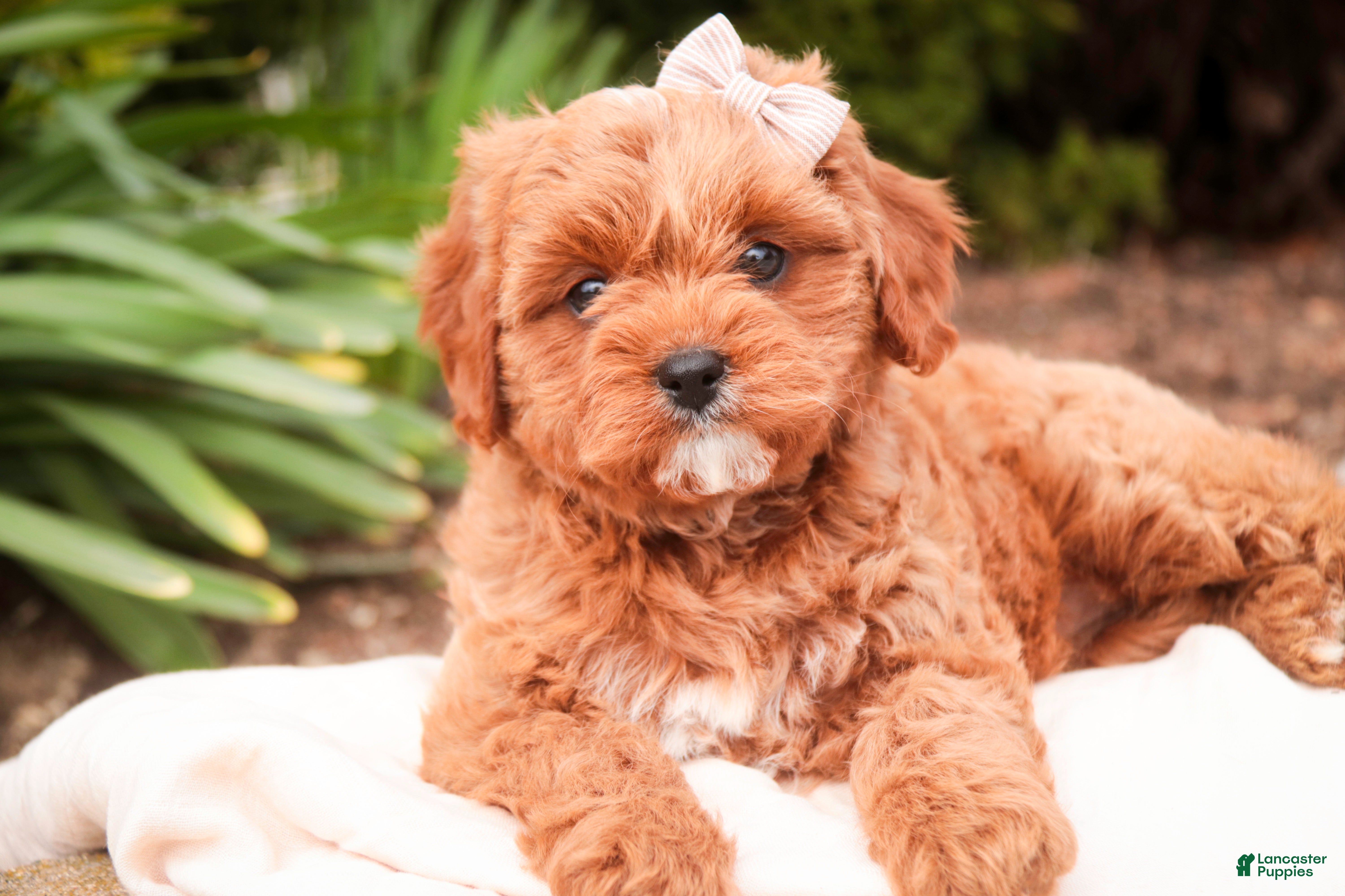Cavapoo dogs Haven - Ad 1
