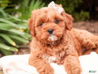 Cavapoo dogs for sale: Haven - Ad 3