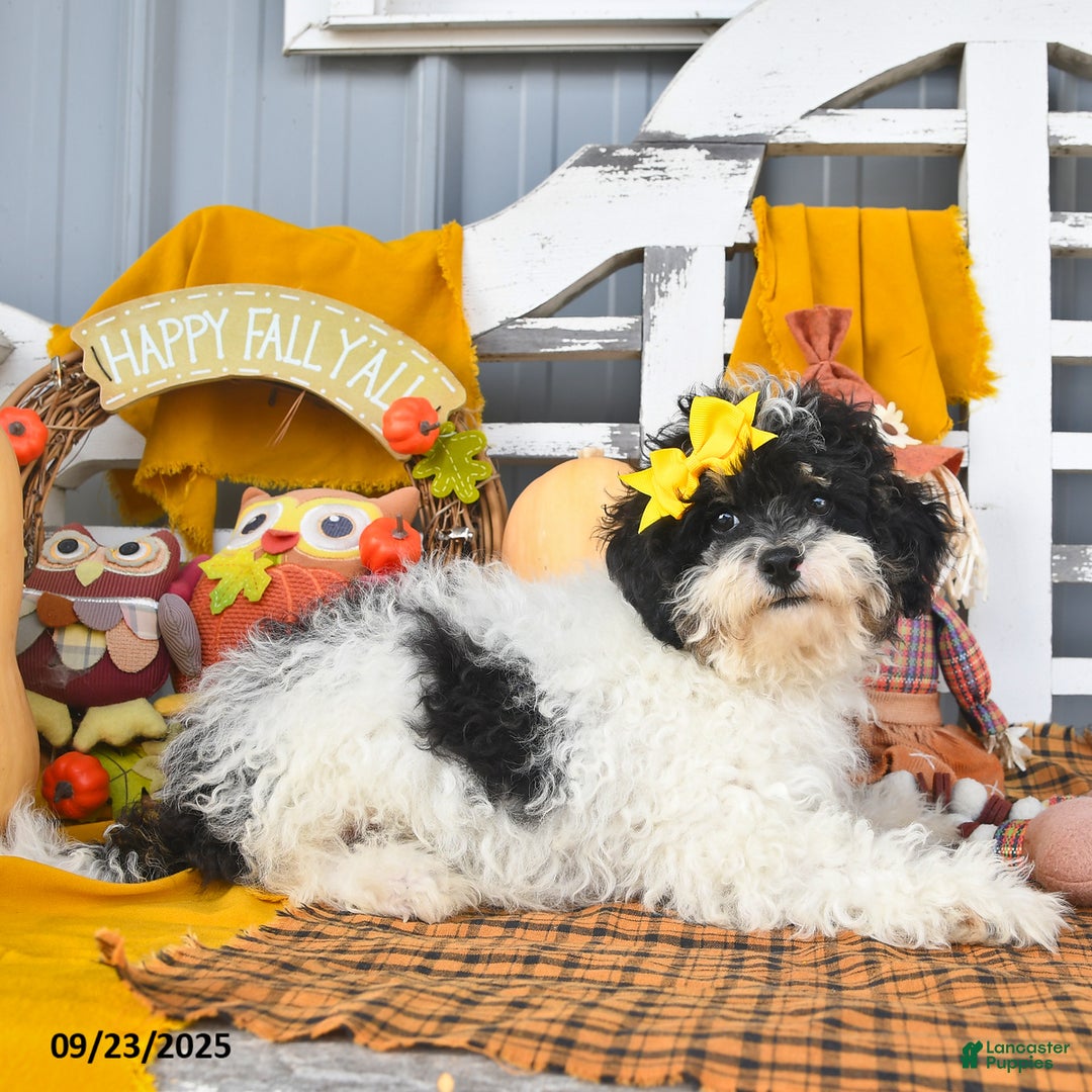 Lhasapoo dogs for sale: Oreo - Ad 5