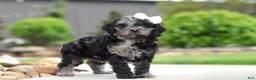Cavapoo dogs for sale: Paris - Ad 6