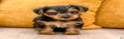 Yorkshire Terrier dogs for sale: Duke - Ad 4