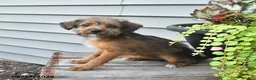 Jackapoo dogs for sale: SPECIAL NEEDS Janet - Ad 7