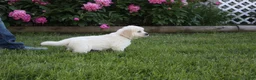 Golden Retriever dogs for sale: Albie - Ad 2