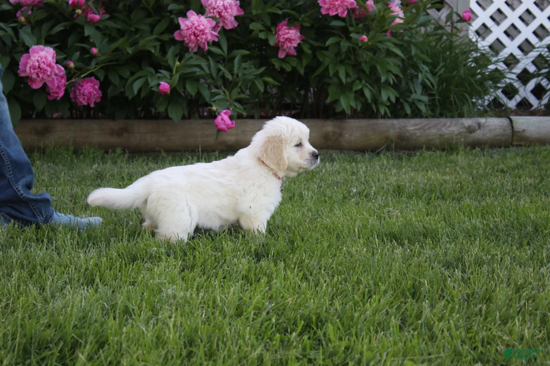 Golden Retriever dogs for sale: Albie - Ad 2