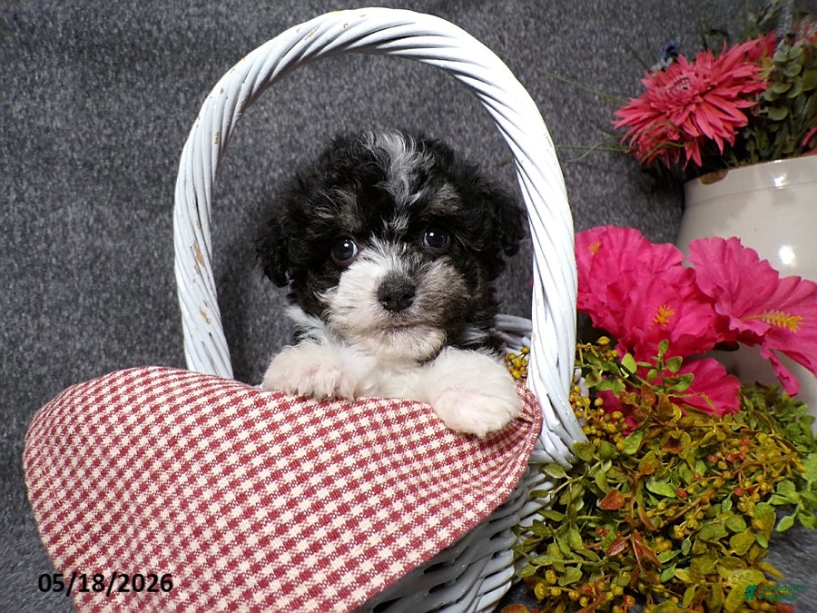 Havanese dogs Kesha - Ad 1