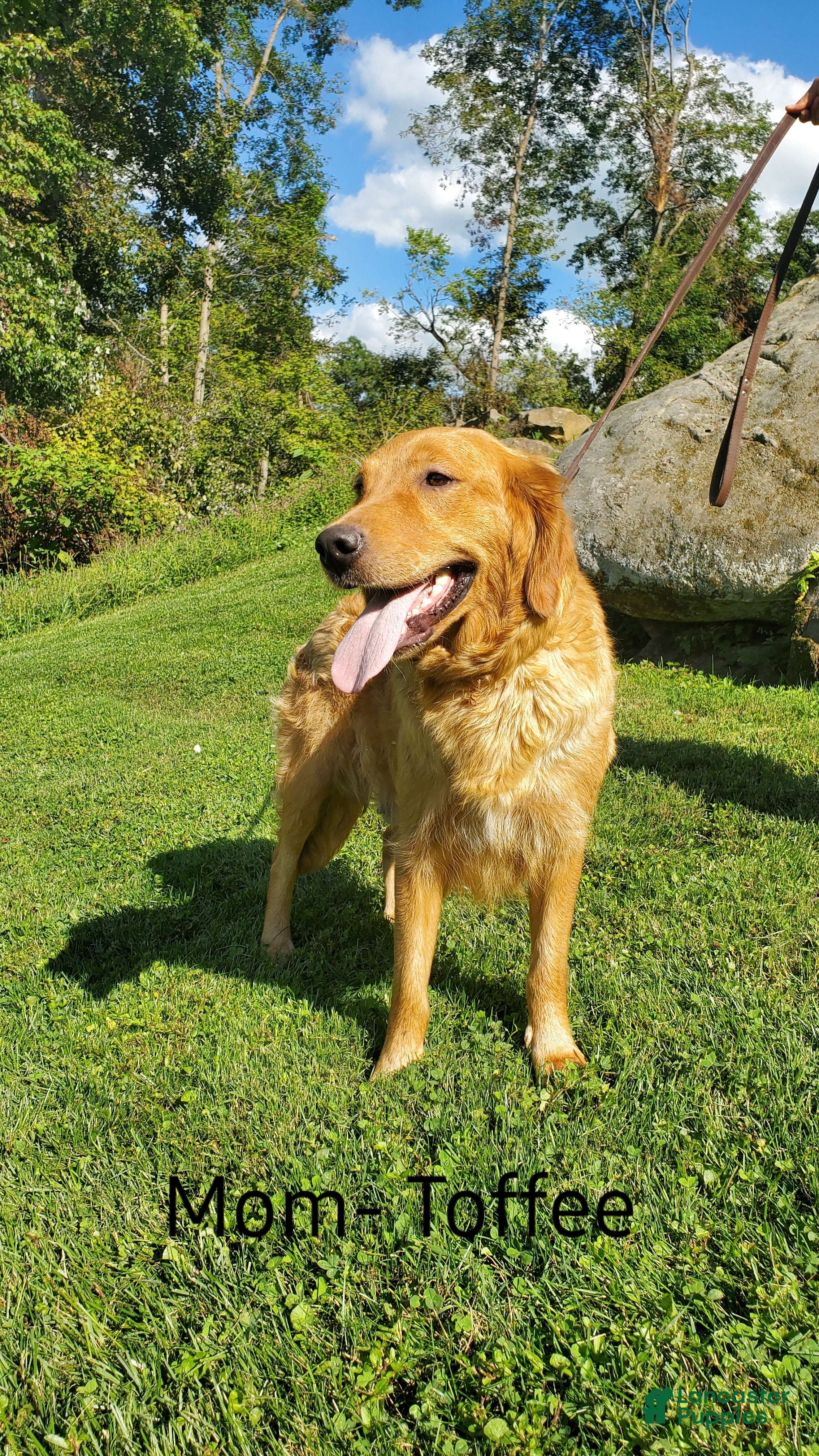 Golden Retriever dogs Golden Retriever litter of 5 puppies - Ad 19