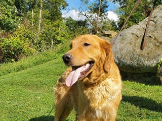 Golden Retriever dogs Golden Retriever litter of 5 puppies - Ad 19